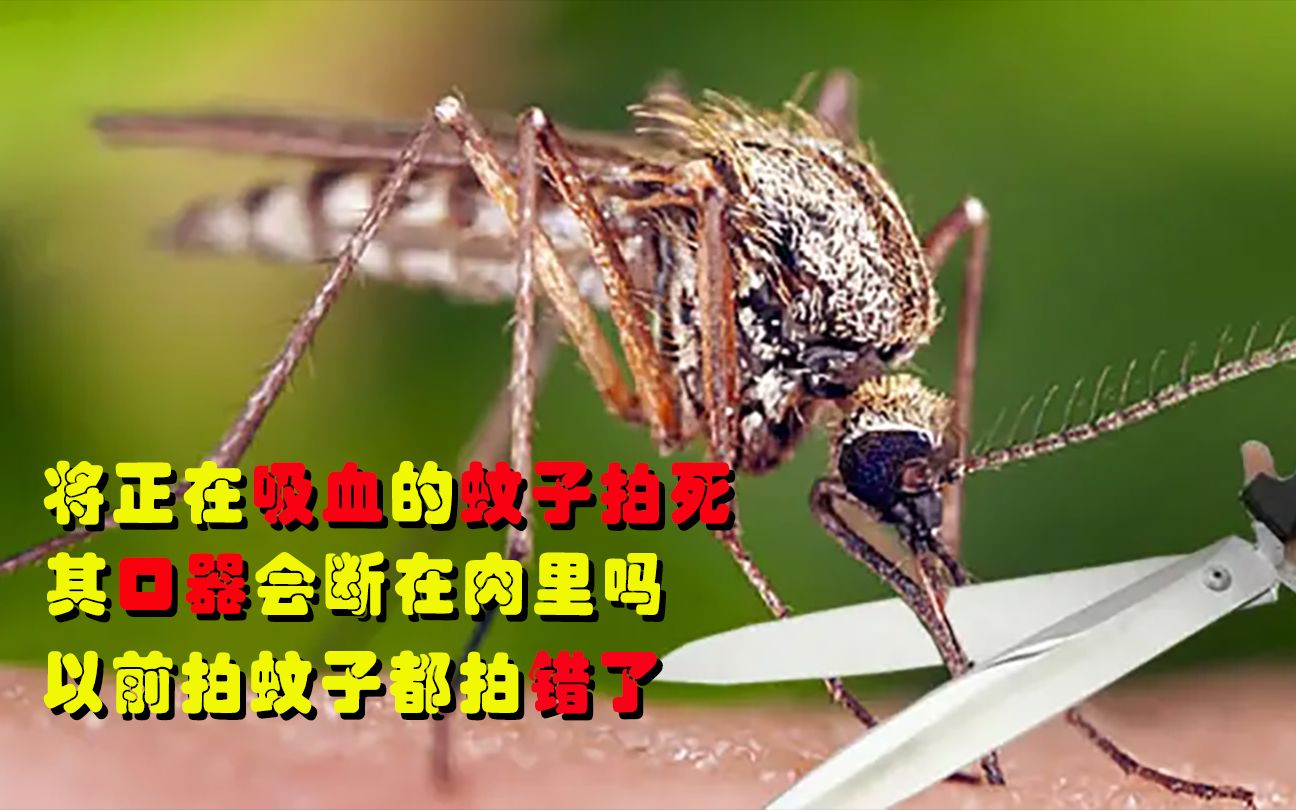 这样拍蚊子才是对的.