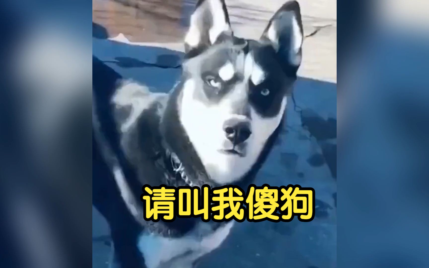 现在猫狗的名字都这么硬核了吗!哔哩哔哩bilibili