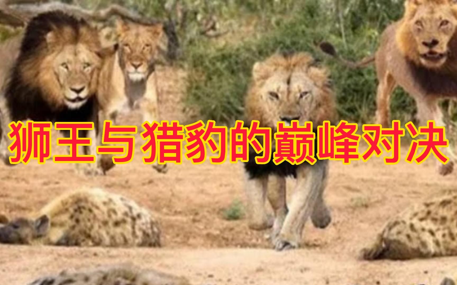 狮王与猎豹的巅峰对决哔哩哔哩bilibili