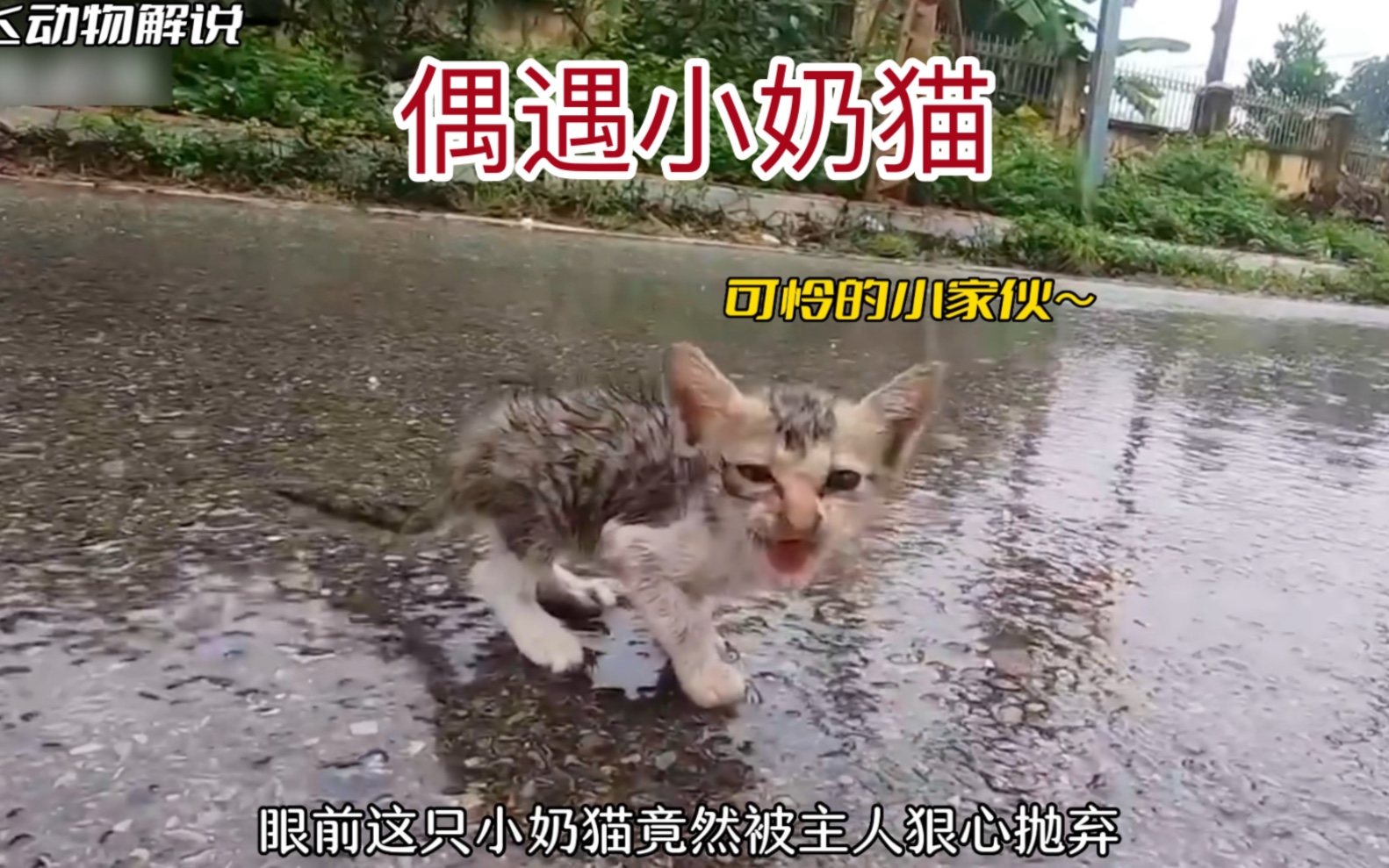 [图]小奶猫被主人狠心丢弃在路边，它该何去何从呢？看到最后我哭了！