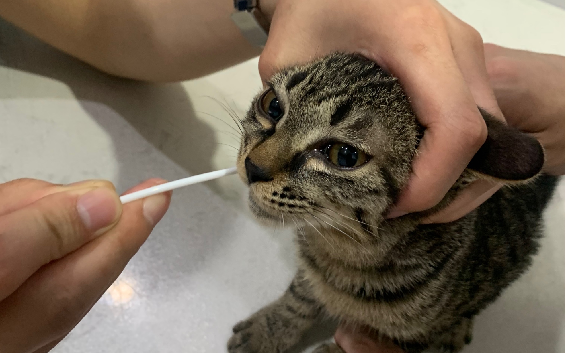 醫生懷疑流浪貓有杯狀感染做核酸給傻貓捅哭了給我的錢包也嚇得一激靈