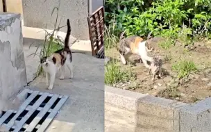 Download Video: 母猫对消防员狂叫求助，猫崽被救后猫妈几巴掌让人笑喷：亲生的网友：猫妈妈成精了，还知道找消防员