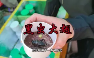 下载视频: 鸣虫大集带你看看黑虫大翅子