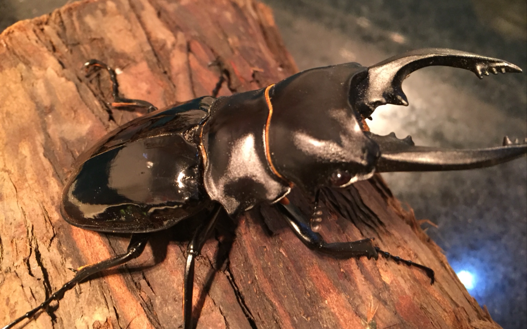 菲律宾大甲在线单挑