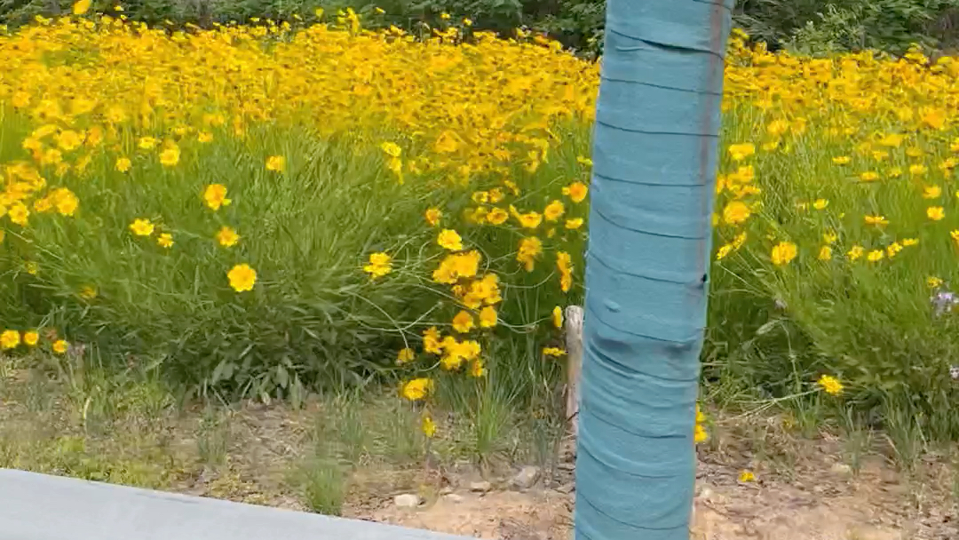 [图]五月份时候大片的小黄花