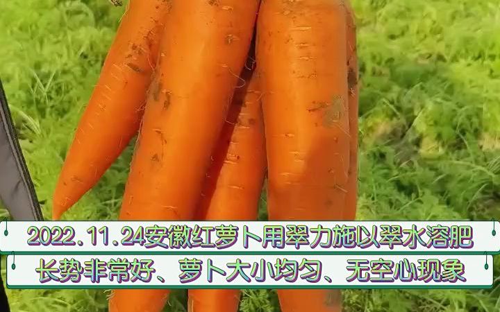 以翠水溶肥安徽红萝卜用翠力施以翠水溶肥,长势好,萝卜大小均匀,无空心现象哔哩哔哩bilibili