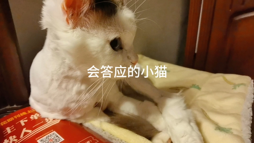 会答应的小猫.可爱猫咪