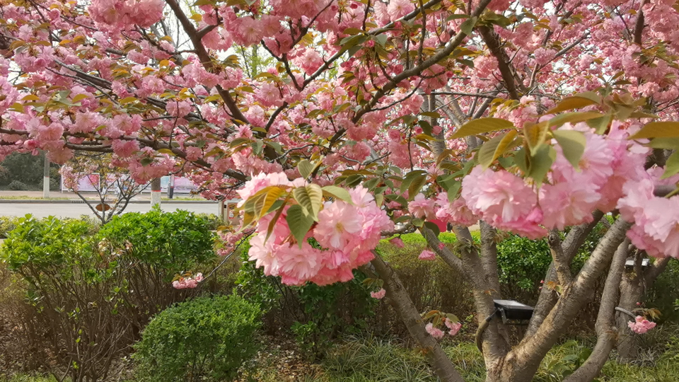 鹤壁樱花节:giao桑,故乡的樱花开了!