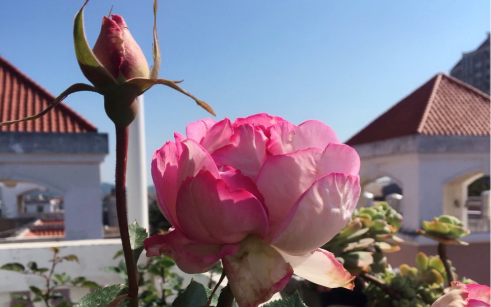 月季伊芙砂糖艺术从丑小鸭到白天鹅阳光对月季的重要性