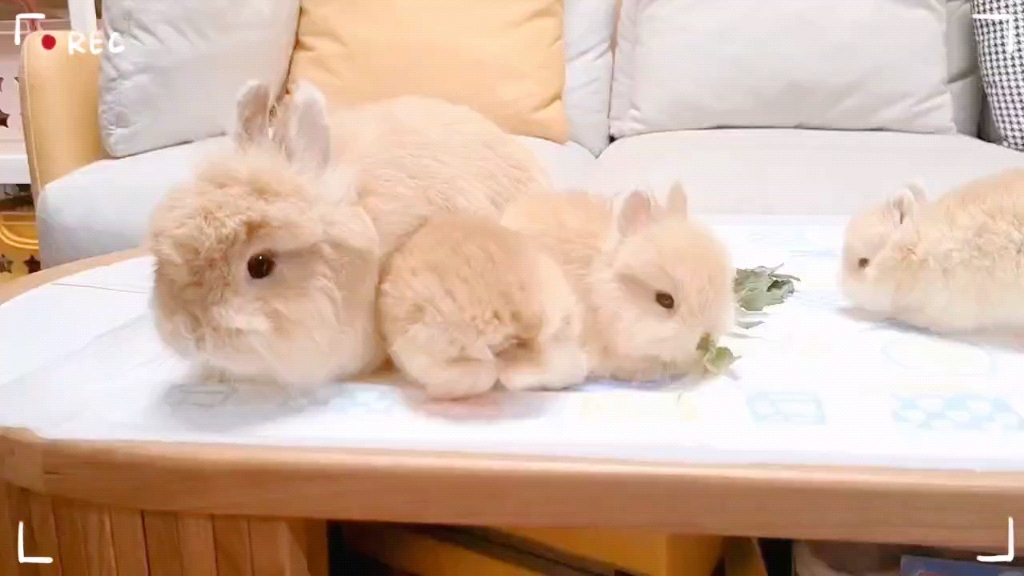 大小奶黄包出动,超可爱的奶黄色侏儒兔宝宝