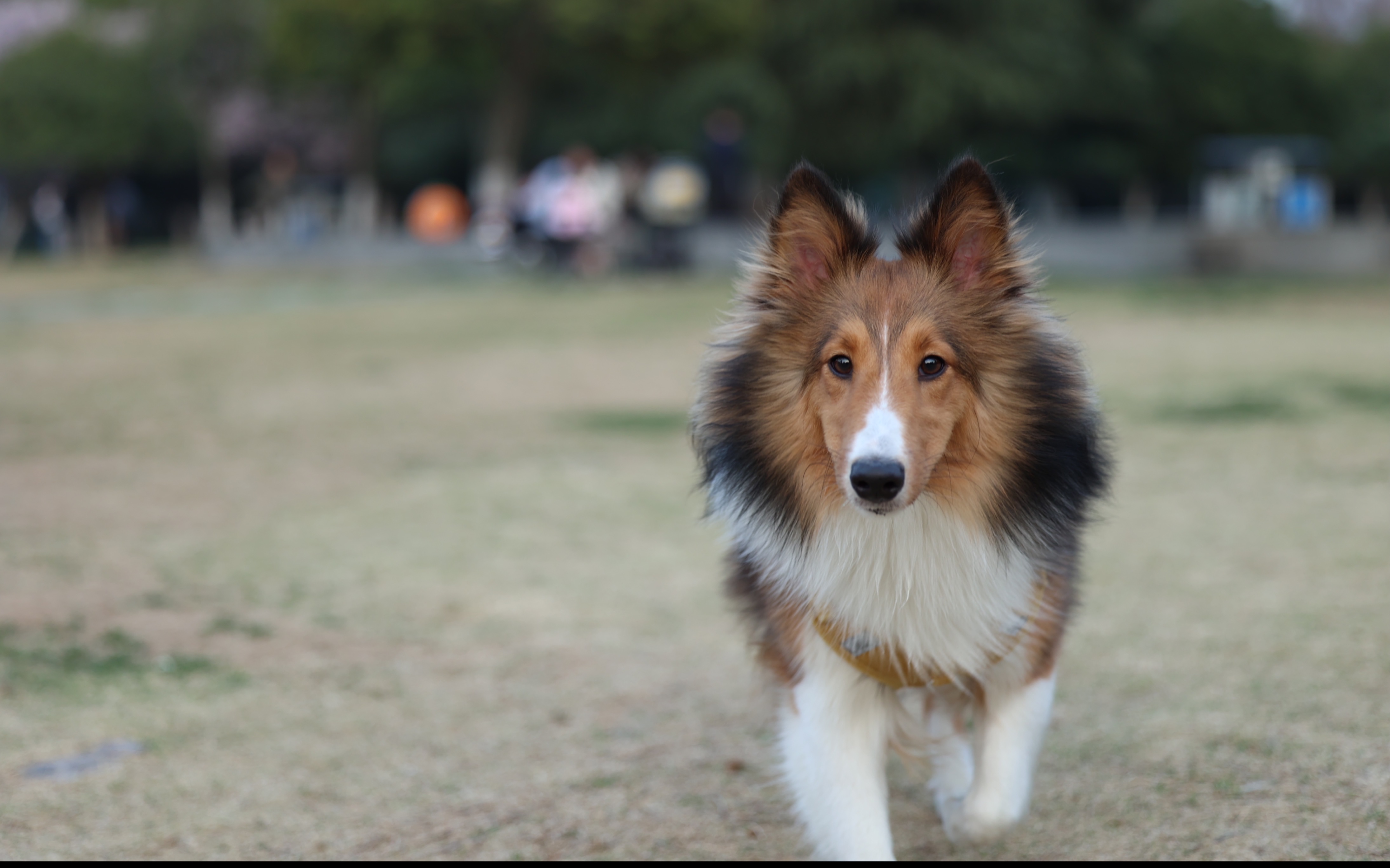 喜乐蒂成年公犬重量图片