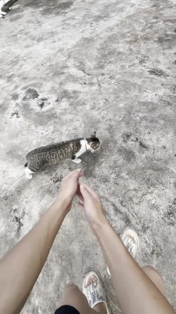 测试通过，是只豪猫！