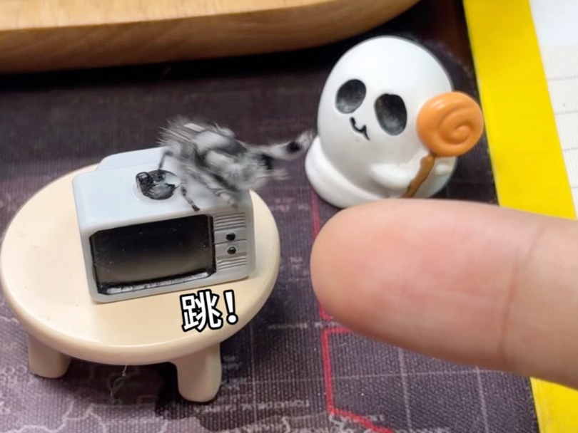 小蛛起飞到我手上了