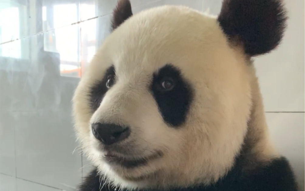 大熊猫妙音小公主