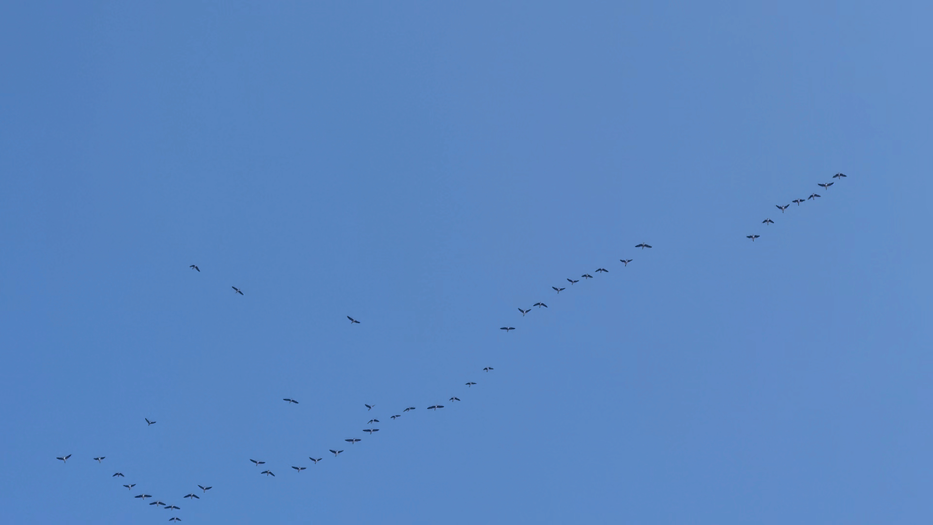 候鸟已经抵达东北上空