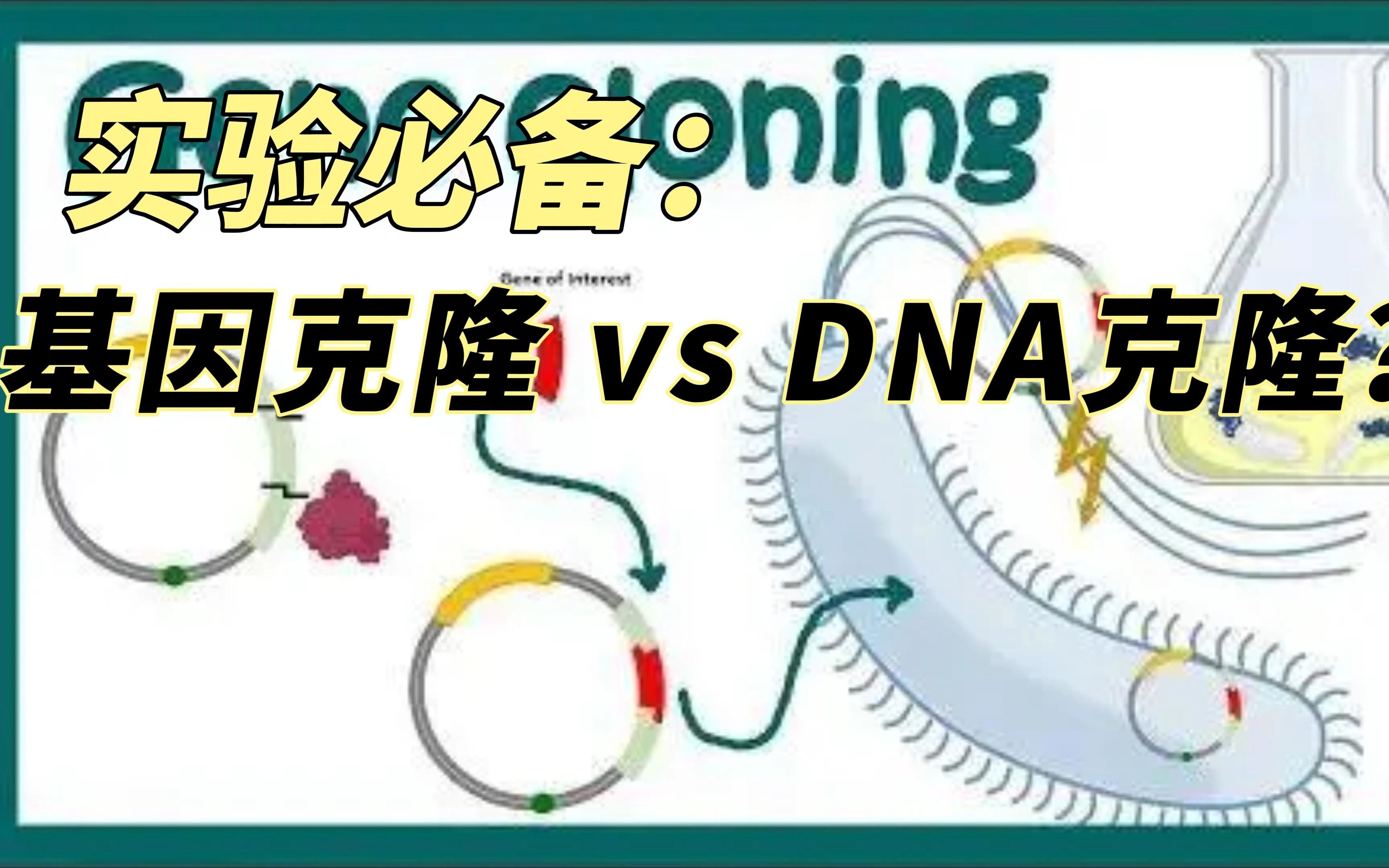 克隆只有一种方法吗?基因克隆?DNA克隆是什么?哔哩哔哩bilibili