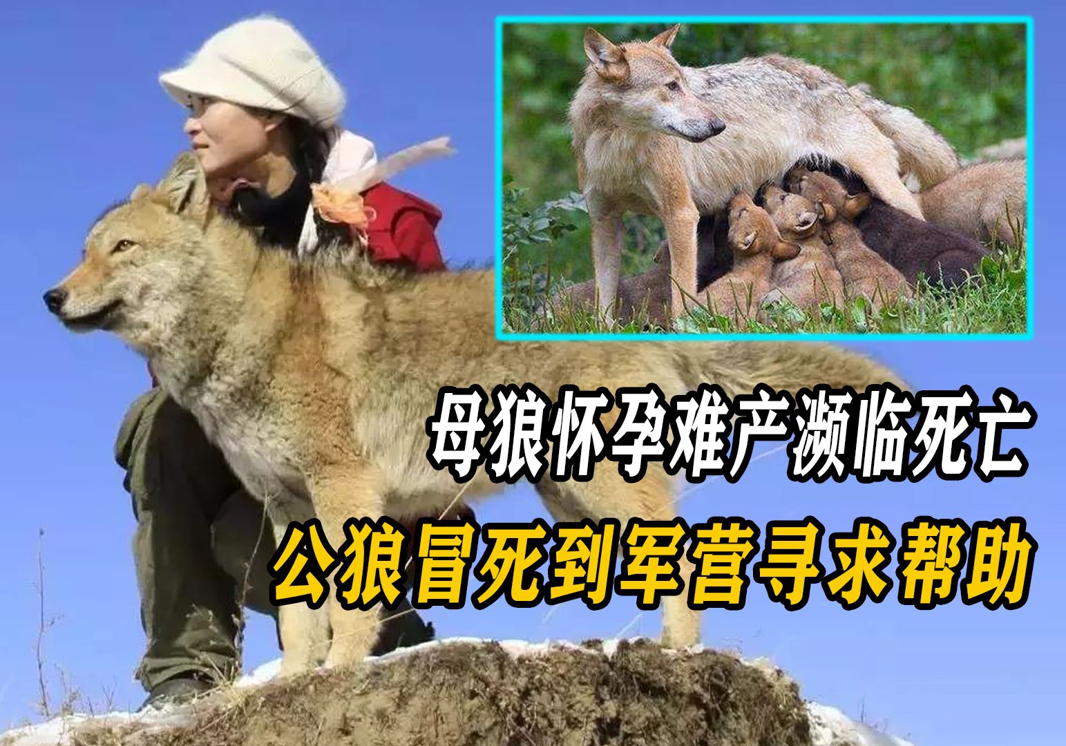 母狼怀孕难产,公狼冒死来到军营寻求帮助,为报恩在军营站岗放哨