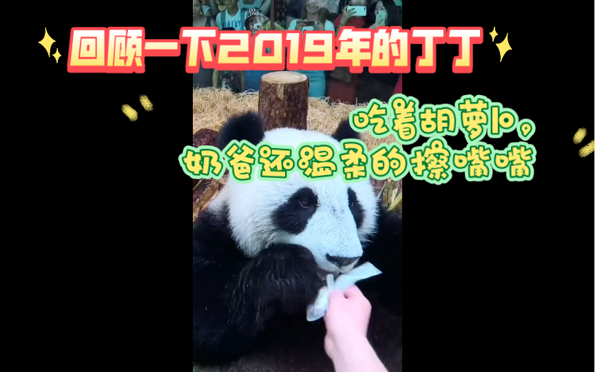 [图]俄罗斯奶爸给大熊猫擦嘴巴，2019年还是奶娃子的旅俄大熊猫丁丁在喝着盆盆奶，吃着削好皮的胡萝卜，简直不要太可爱。