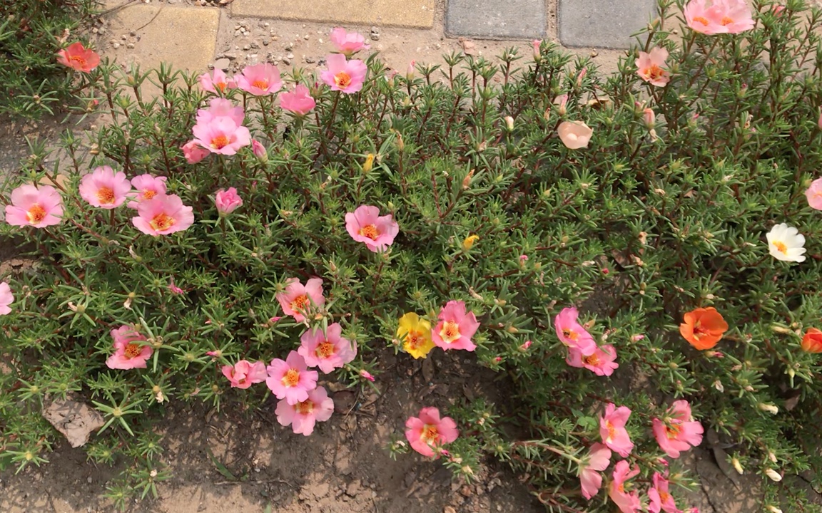 路边的太阳花