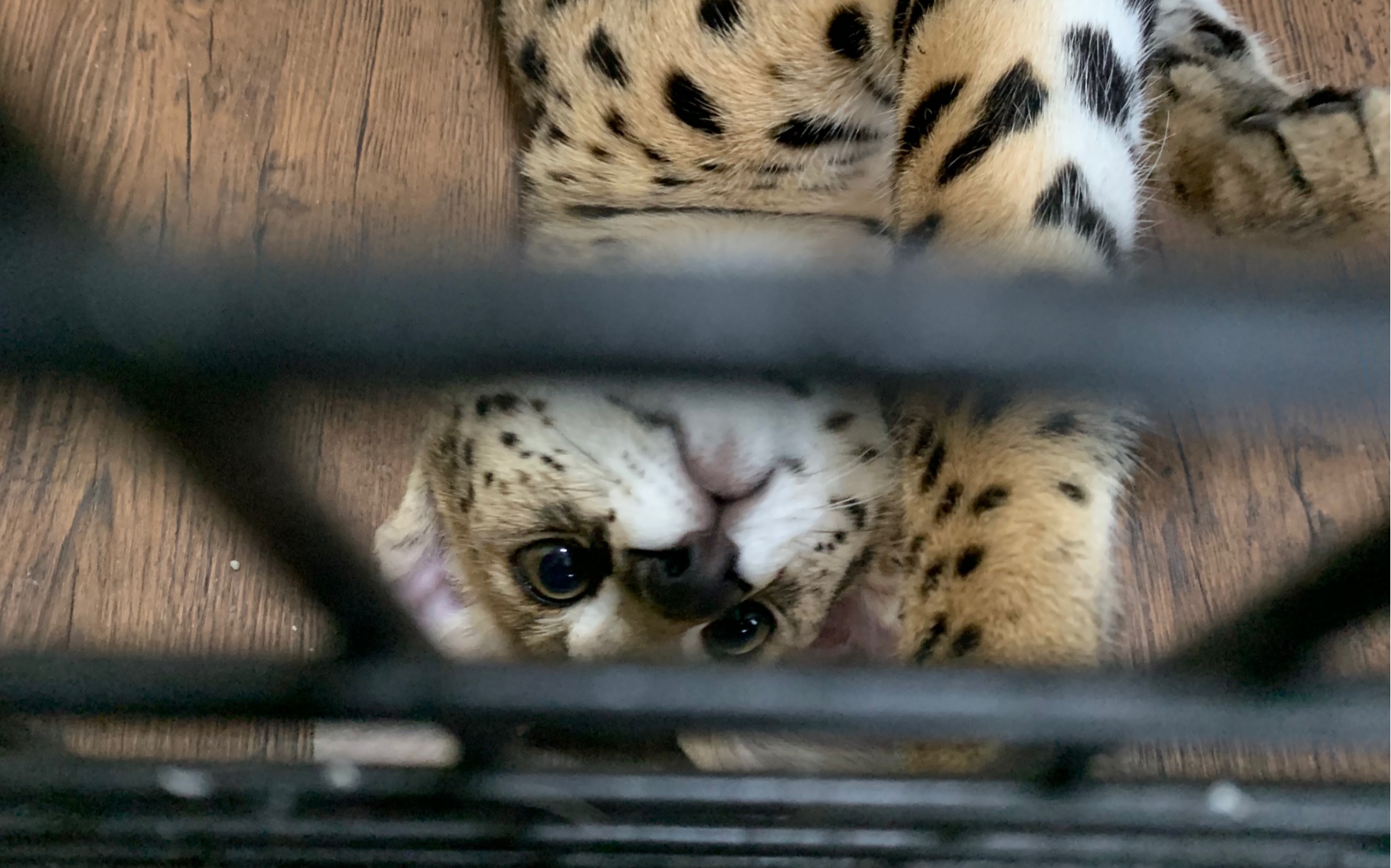 小薮猫第五期 看看小狗子的小时候