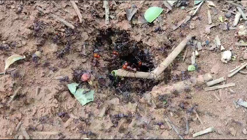 大群光滑芭切叶蚁巢口,闪亮的爱心头特化