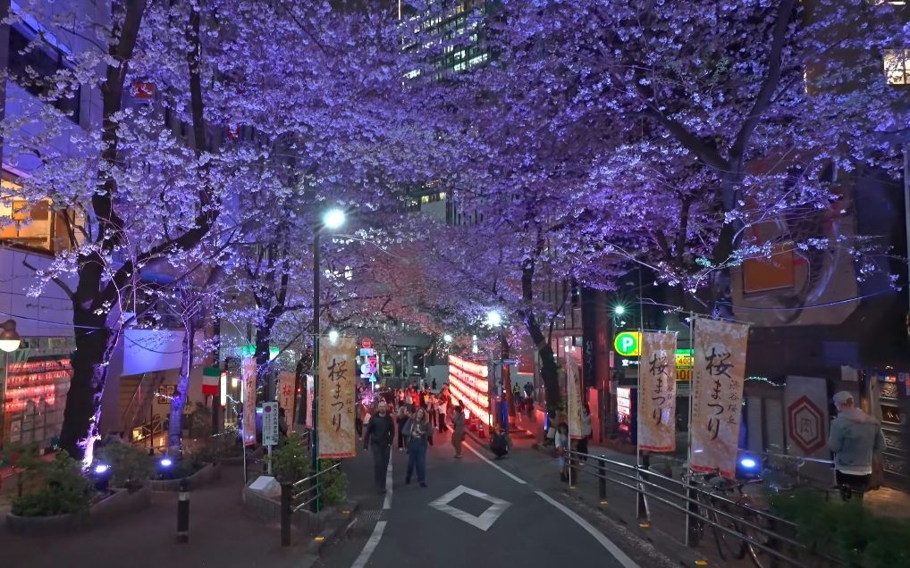 【4k超高清日本】漫步东京涩谷 满开的夜樱 2023.