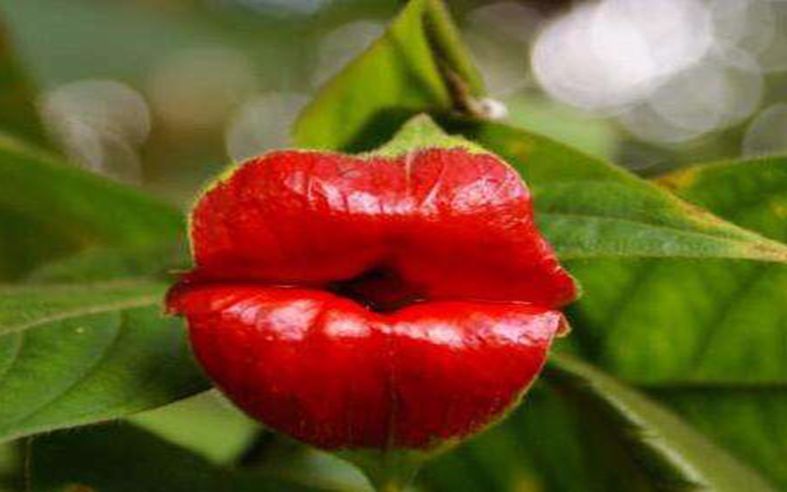 世界上最性感的花因酷似人体器官而得名网友有初恋的感觉