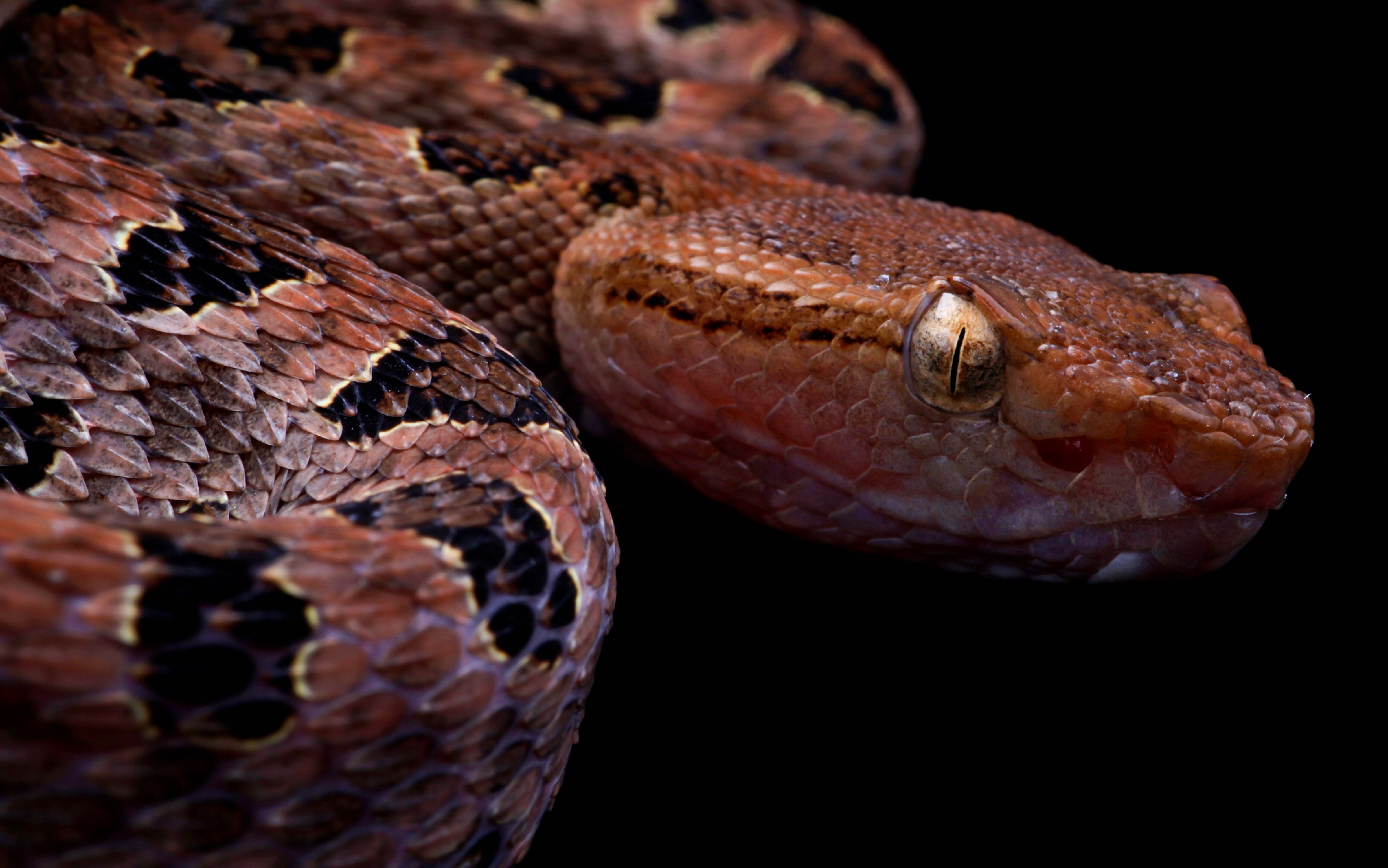 「恶乌子」—— 尖鳞原矛头蝮 protobothrops mucrosquamatus 摄影