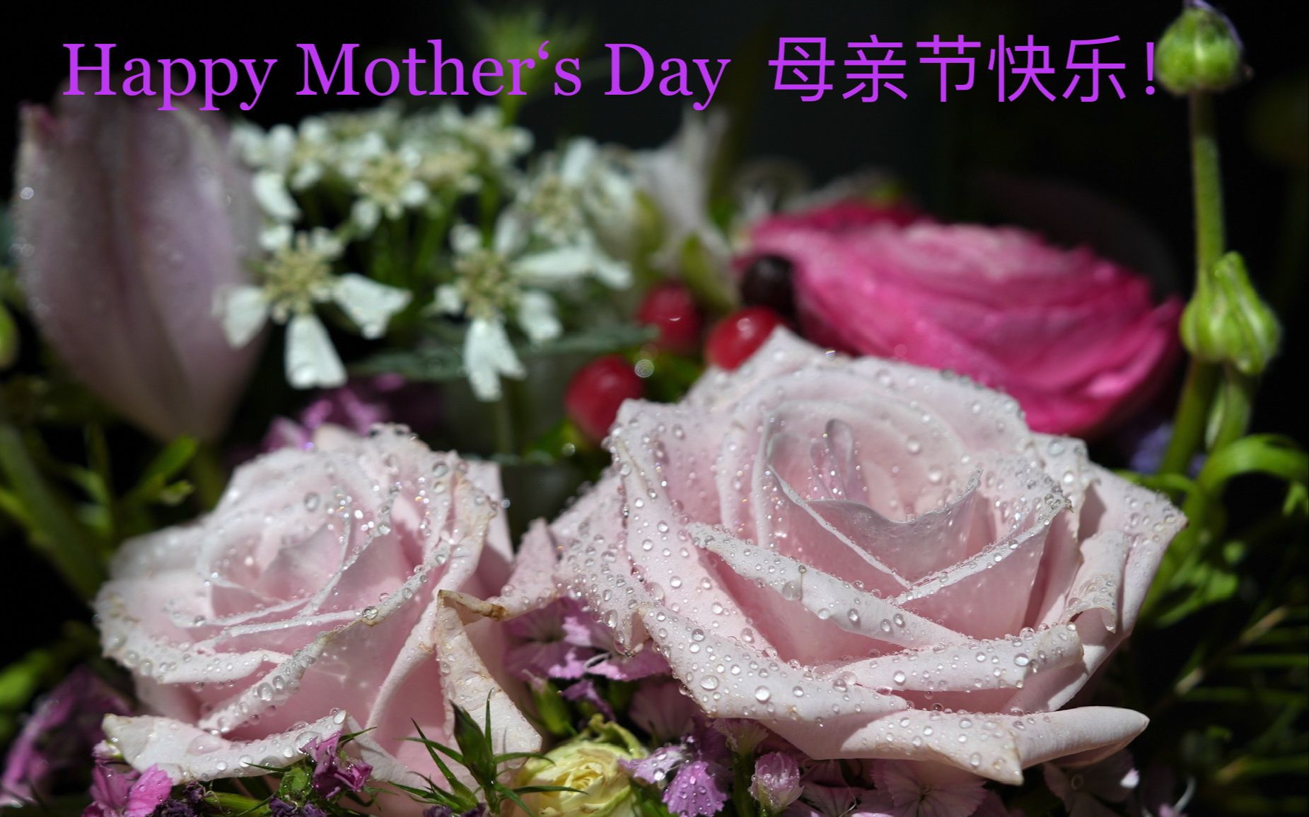 母亲节送母亲什么花 ... 母亲节快乐!Mother's Day and Flowers哔哩哔哩bilibili