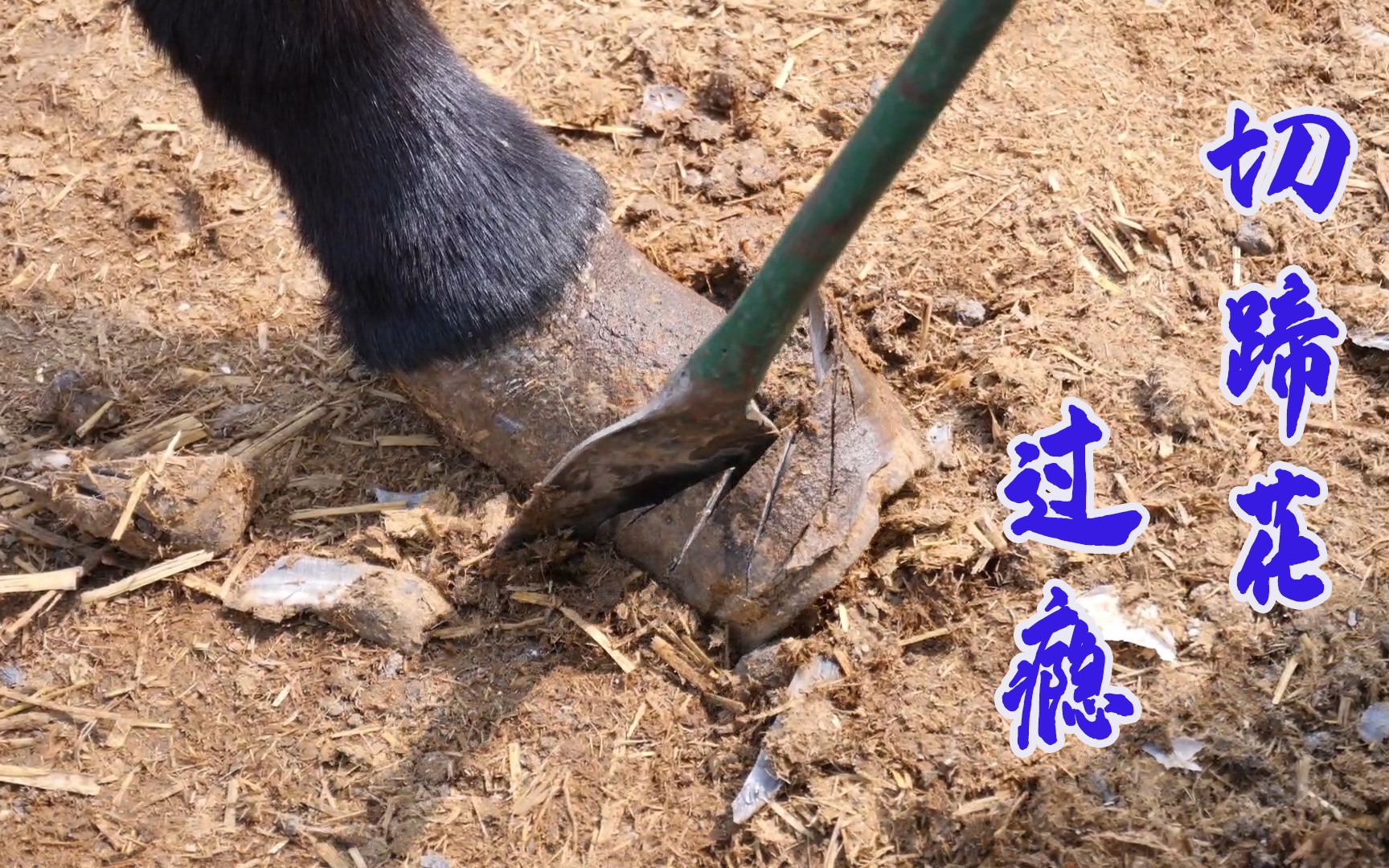 刚买的毛驴四蹄四个样,师傅快刀切蹄花修成了统一型号,痛快!