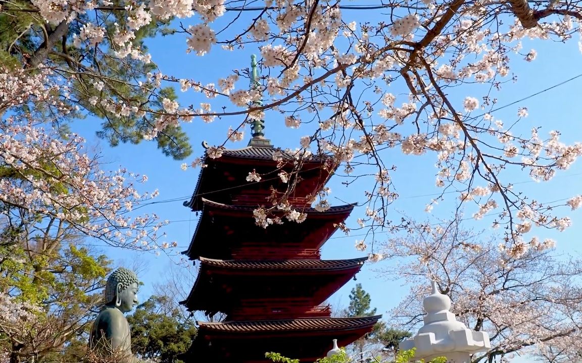 [图]【超清日本】漫步千叶县 中山法华经寺 盛开的染井吉野樱 2020.3