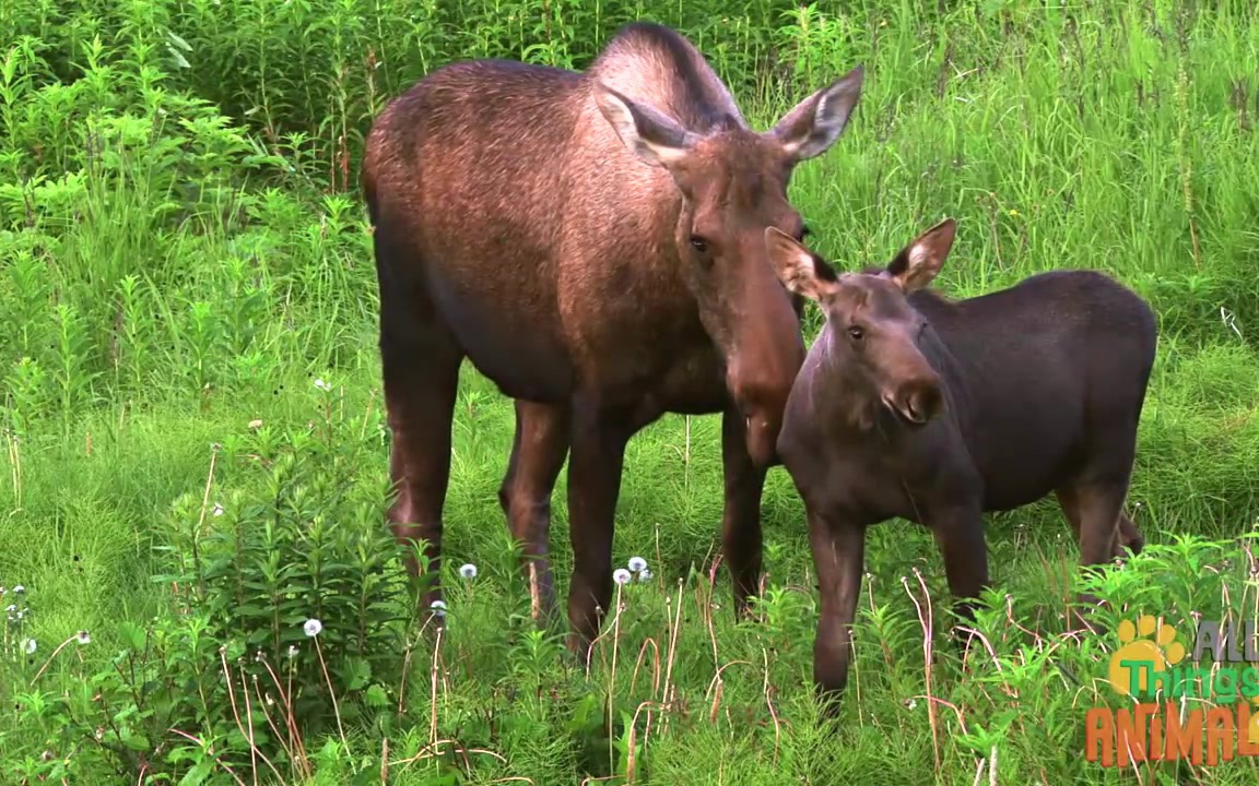 [图]* MOOSE * | Animals For Kids | All Things Animal TV