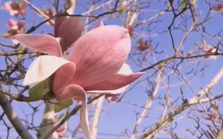 辛夷花 搜索结果 哔哩哔哩 Bilibili