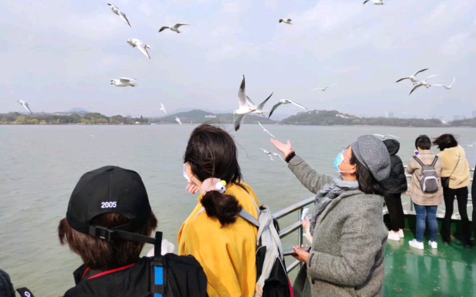 冬天来无锡鼋头渚游太湖,最壮观的景象就要属红嘴鸥,它们在太湖上栖息,只要游船开动,就有上千只红嘴鸥跟着船尾的浪花盘旋、俯冲、捕食,场面非常...