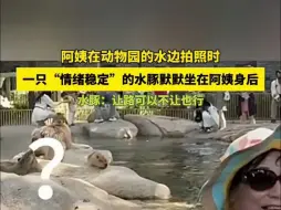 Video herunterladen: 阿姨在动物园的水边拍照时 一只“情绪稳定”的水豚默默坐在阿姨身后