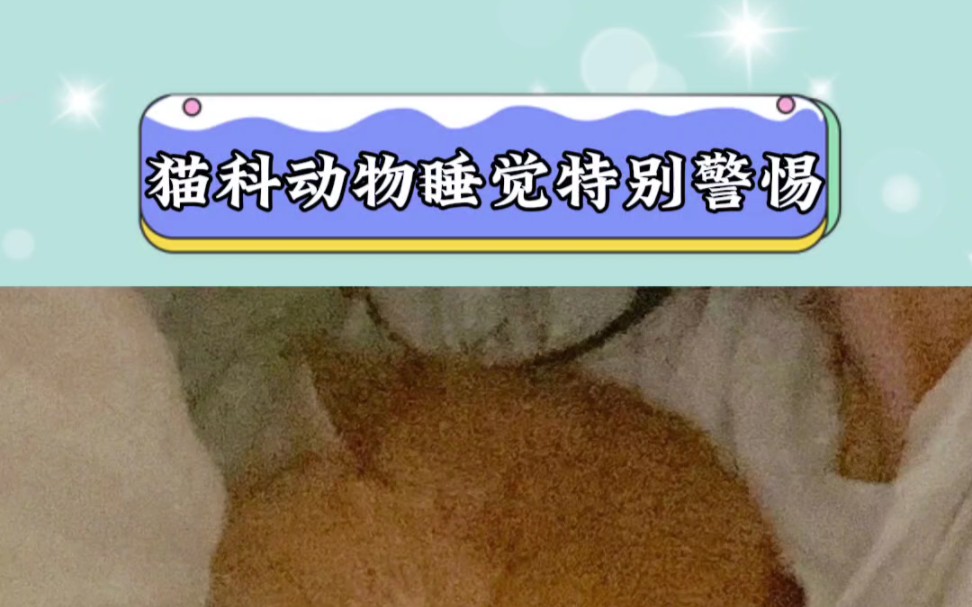 猫科动物睡觉的时候特别警惕!哔哩哔哩bilibili