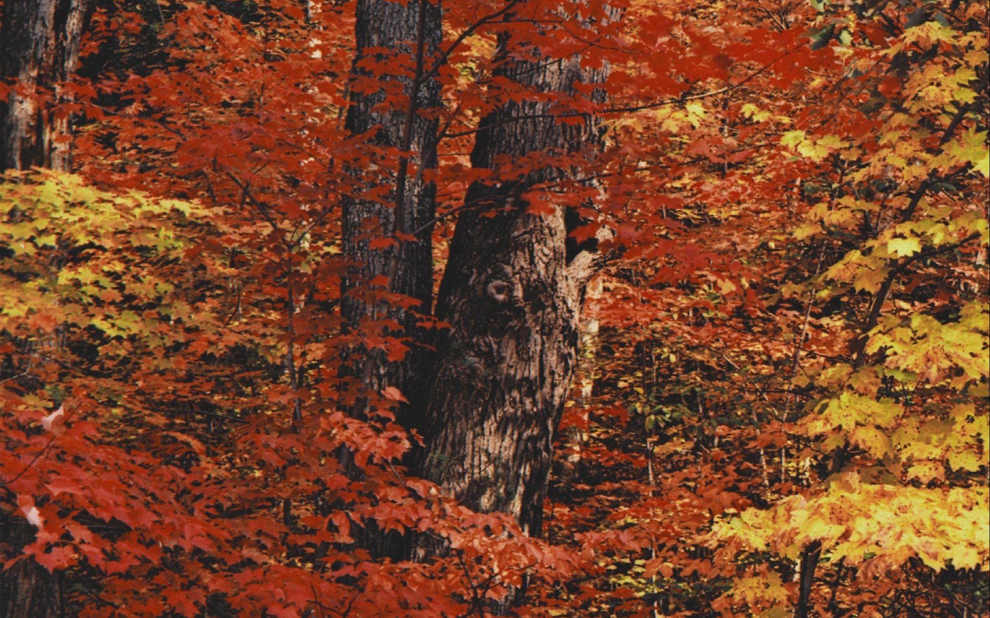 「色彩秘境」史册百位摄影大师:eliot porter 艾略特·波特【作品集选