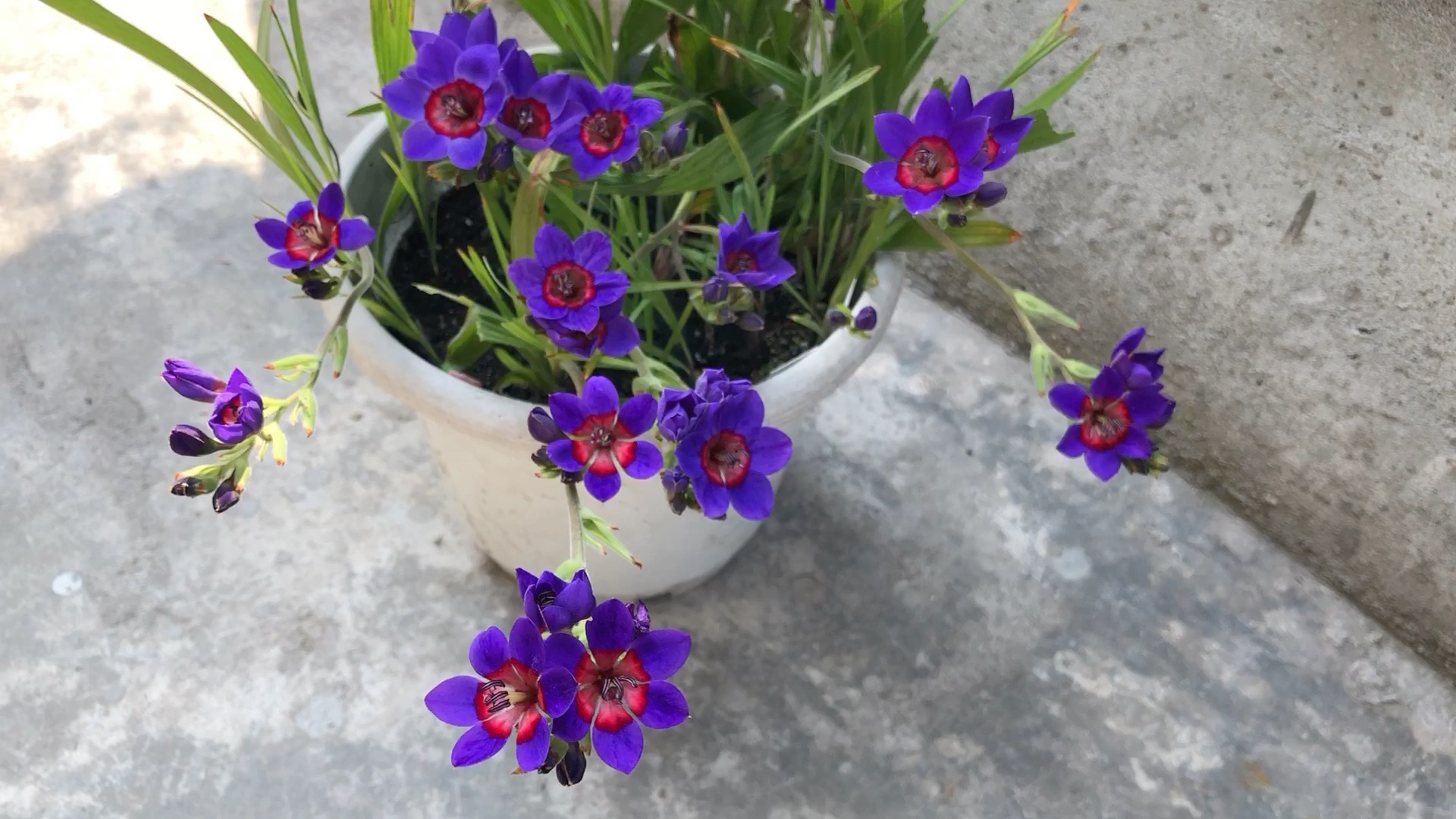 红心狒狒花,一款惊艳的花儿_哔哩哔哩 (゜-゜)つロ 干杯~-bilibili