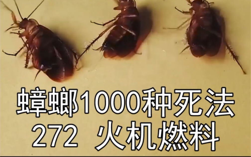 蟑螂遇到打火机的燃料,还是优质燃料,会发生什么?