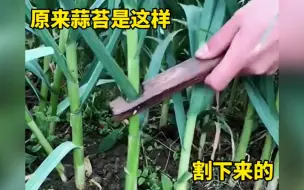 Video herunterladen: 原来蒜苔是这样割下来的