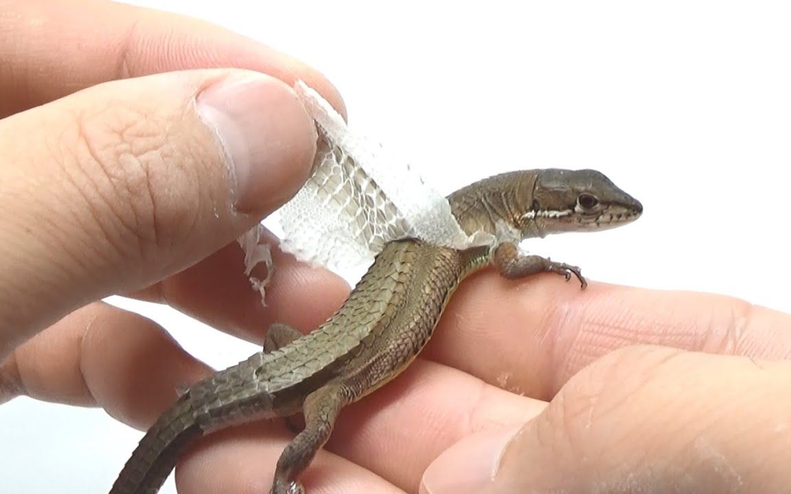 把正在脱皮的蜥蜴的皮扒了会发生什么了