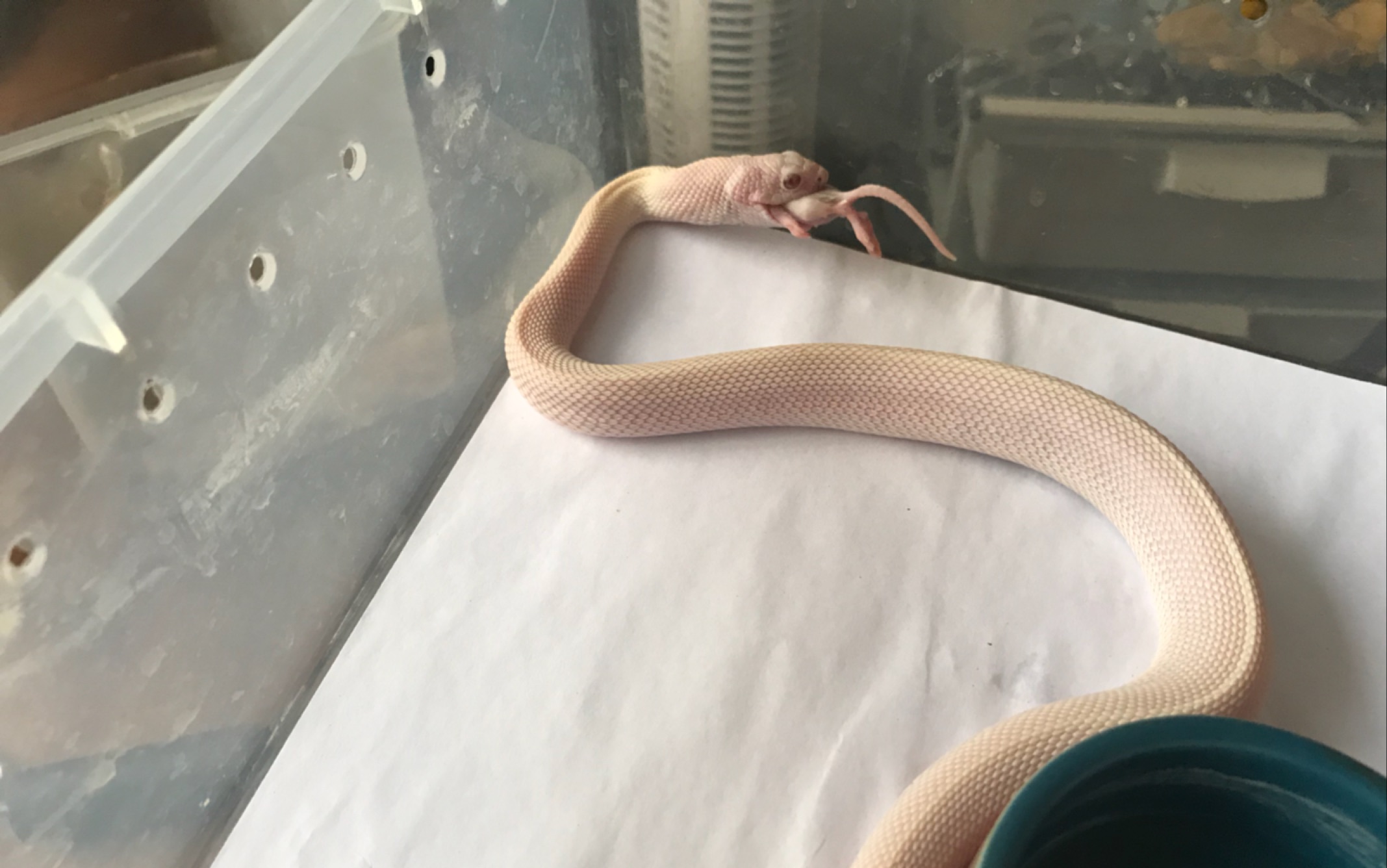 顶级牛蛇 暴风雪牛蛇喂食