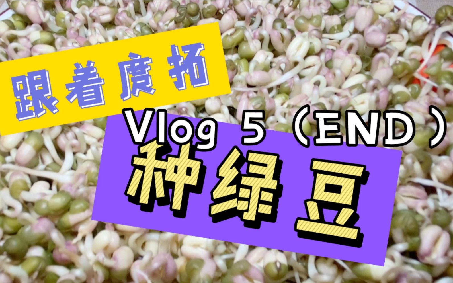 [图]种绿豆的最后一条vlog