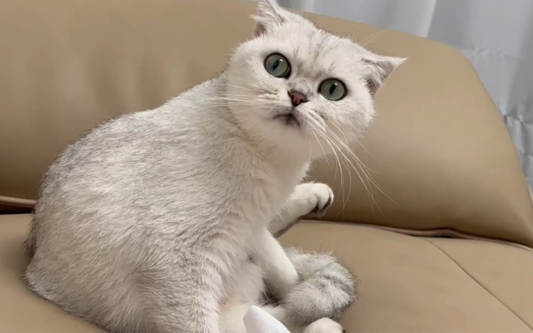 最爱干净的小猫猫,每天都要舔毛