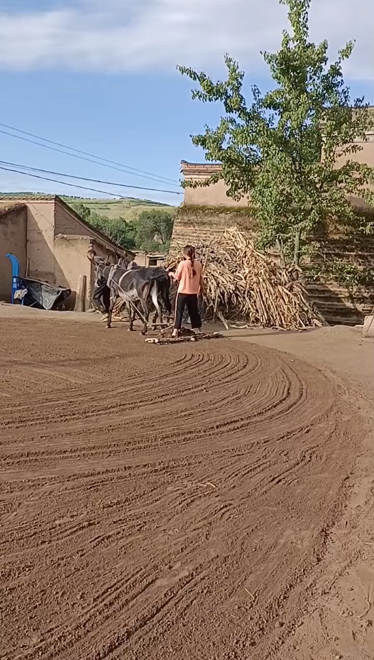 [图]天气晴朗，适宜打场