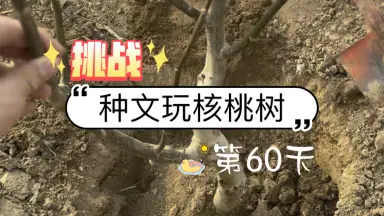 文玩核桃 龍门涧 文玩核桃龙门涧-哔哩哔哩_Bilibili