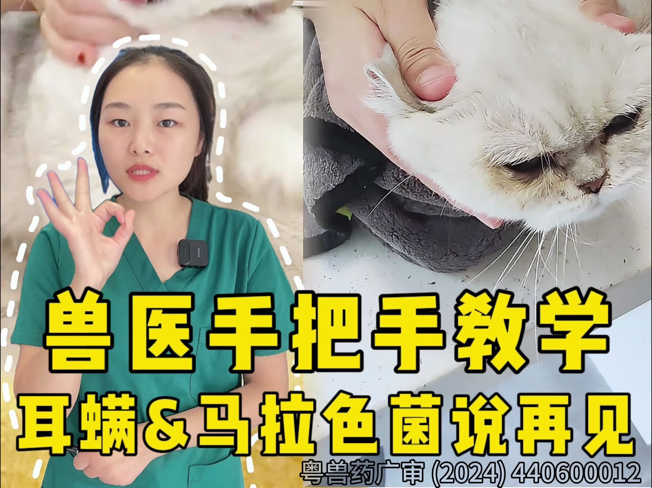 宠物医生教你|猫咪耳朵怎么清理 猫咪耳螨和马拉色菌如何在家给猫咪洗耳朵?手把手教学,零失败教程!哔哩哔哩bilibili