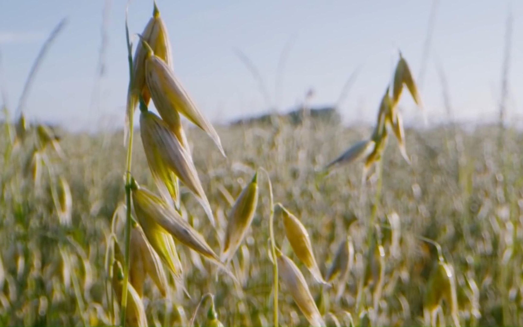 【绿色星球】野生燕麦的种子会走路!满满的求生欲!
