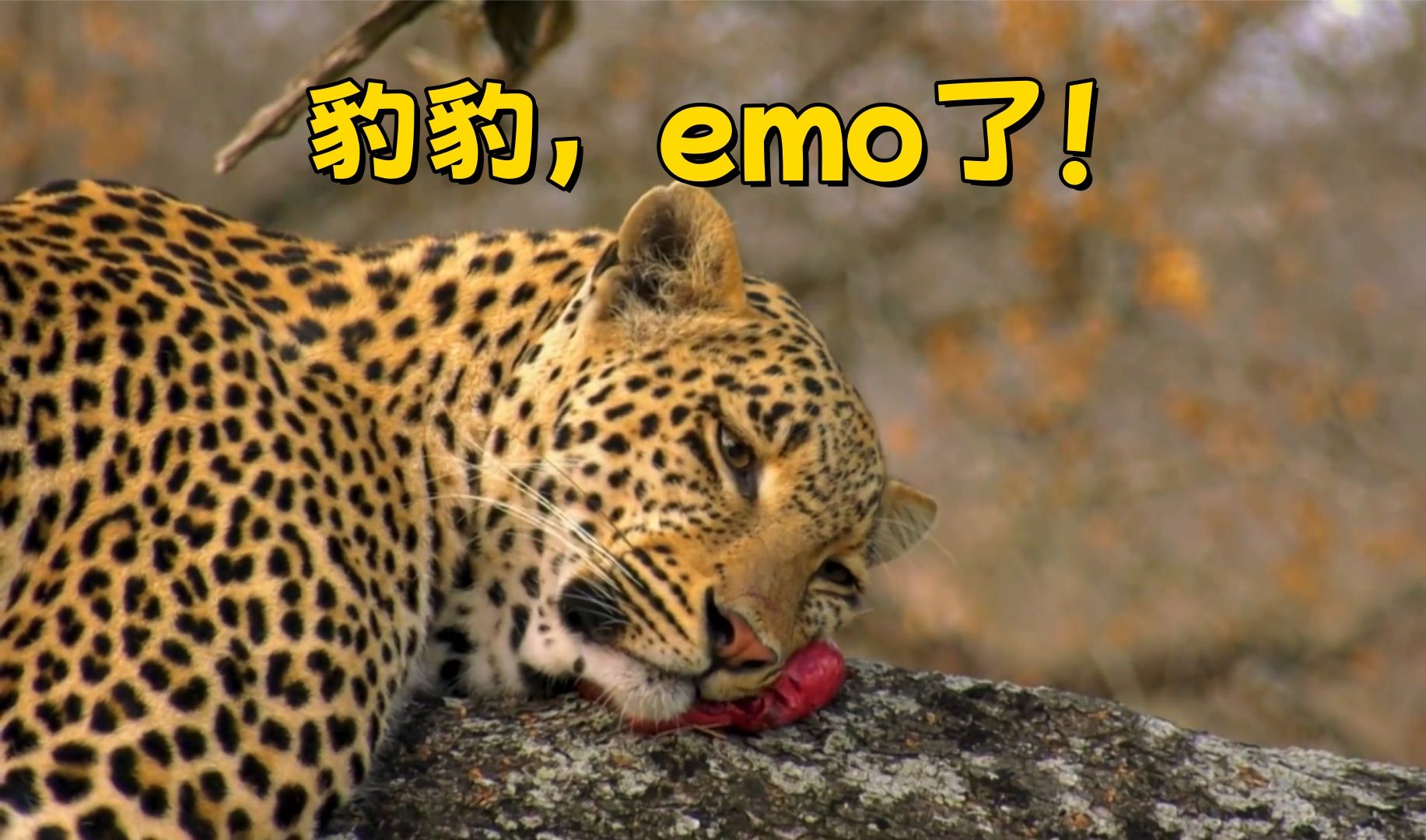 豹豹彻底emo了!