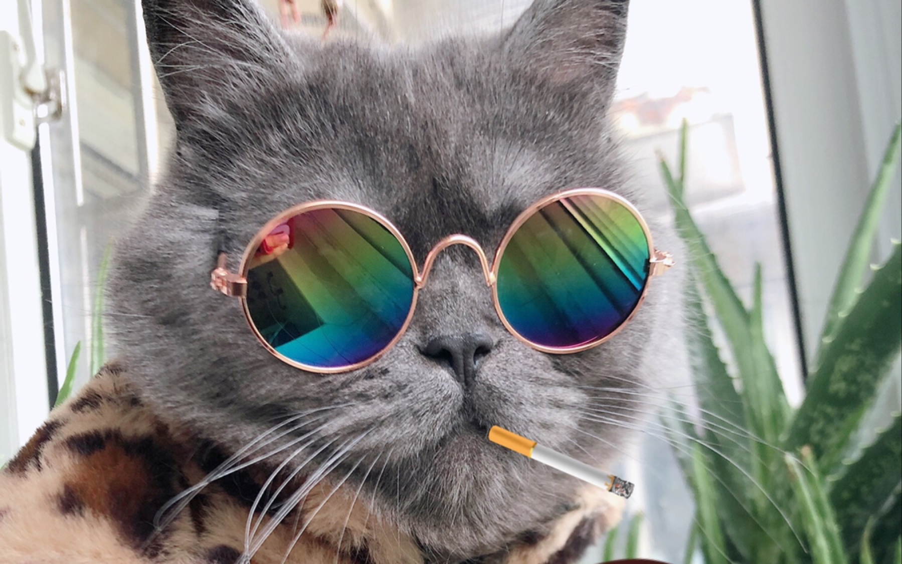 大佬来袭!风云再起,猫大佬气场全开,后果很严重_哔哩哔哩_bilibili